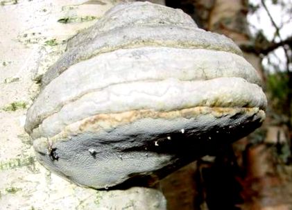 Fomes fomentarius