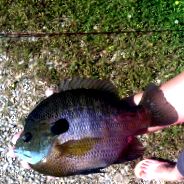 bluegill