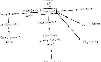 tirozin lefogy