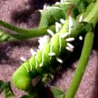 hornworm