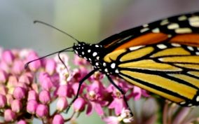 метелики-монархи