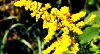 goldenrod