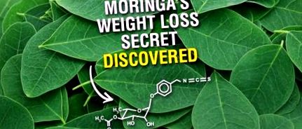 moringa