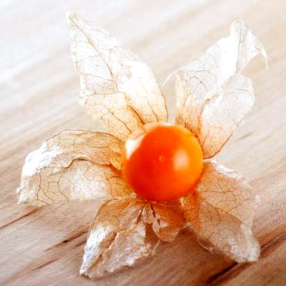 physalis