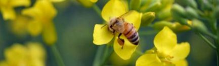 canola