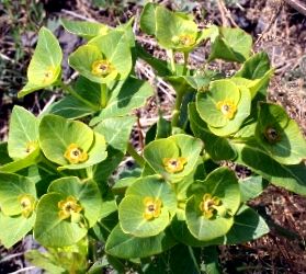 Pallas Euphorbia