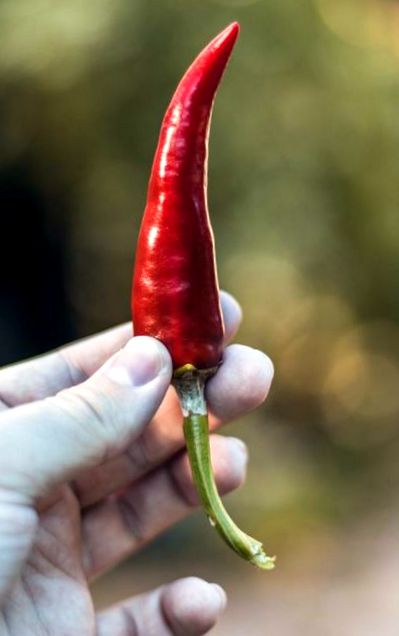 Cayenne paprika