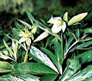 растения Helleborus