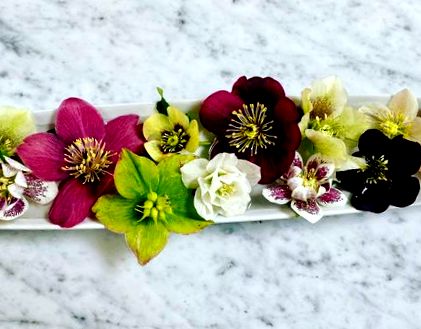 hellebores