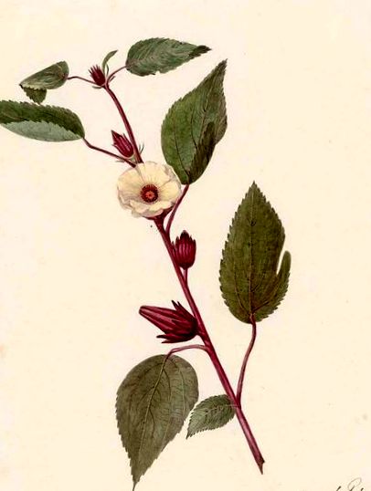 hibiscus sabdariffa fogyás
