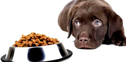 Моето куче спечели; t Яжте - какво да правите, когато кучето ви е без храна