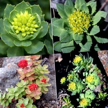 Rhodiola poate