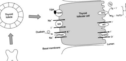 áttekintés ScienceDirect