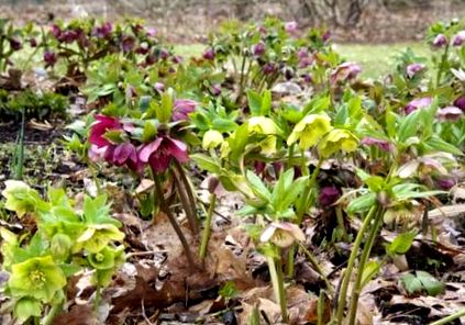 hellebore