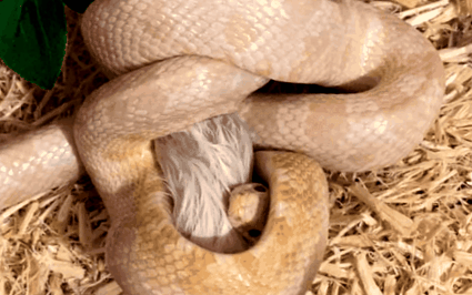 змия
