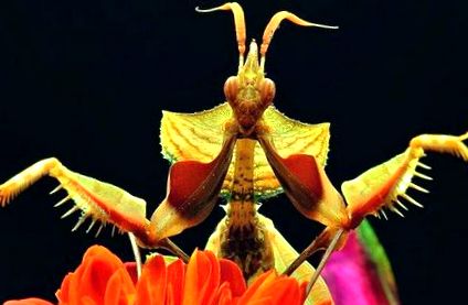 Unde trăiește insecta mantis? Manta religioasă pentru insecte - cât de periculoasă și utilă
