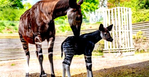 okapi