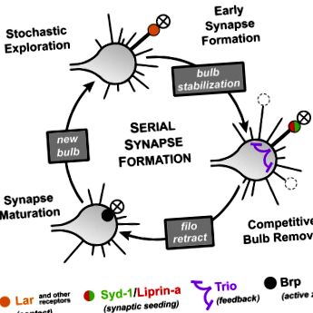 sinapselor