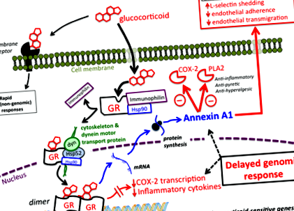 glucocorticoid_farmacologie