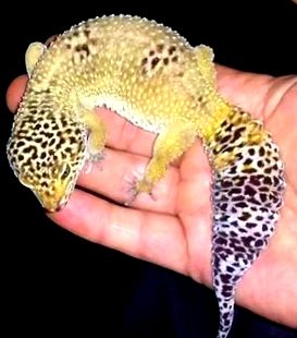 gecko