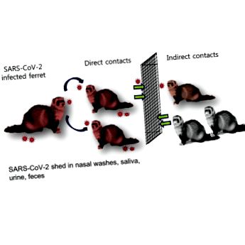 Инфекция и бързо предаване на SARS-CoV-2 при порове - ScienceDirect