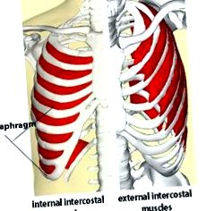 musculară intercostală