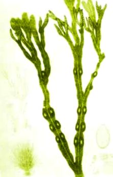 водорасли