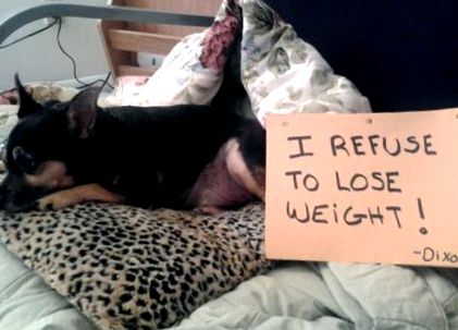 dogshaming