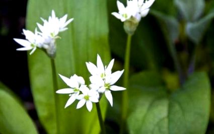 ramsons