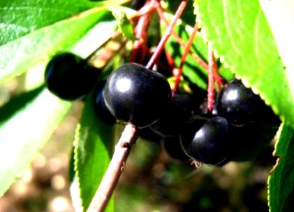 aronia