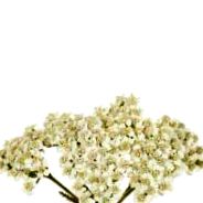 yarrow