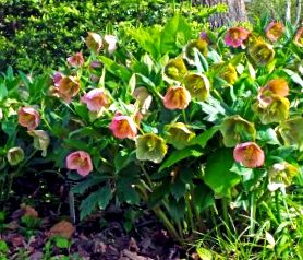 helleborus