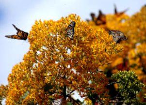 Monarch Butterfly