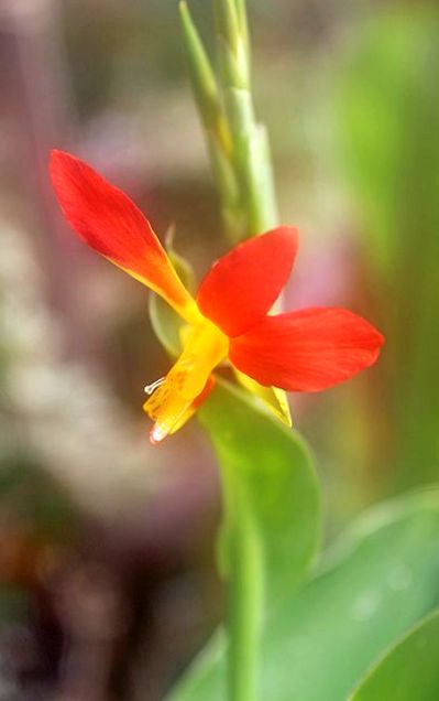 Canna paniculata