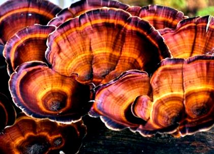 reishi