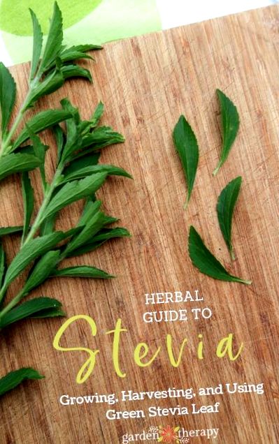 stevia