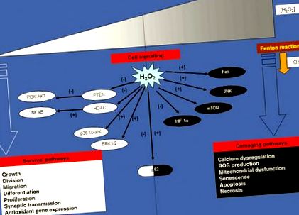 metabolismul