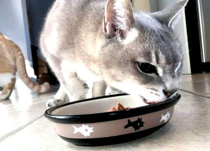 5 начина да привлечете болната си котка да яде - Коул; Мармалад