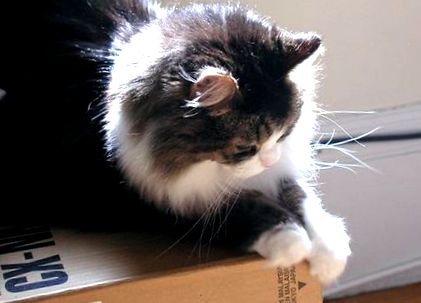 Готвене за вашата болна котка - Jofish; Джим Ийт - LiveJournal