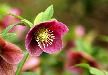 hellebore sunt