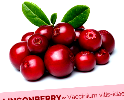 lingonberry