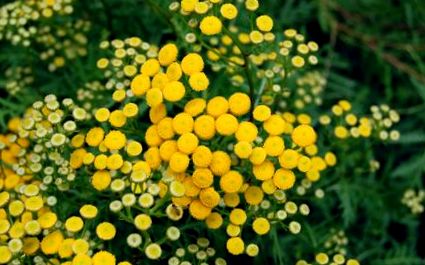 tansy