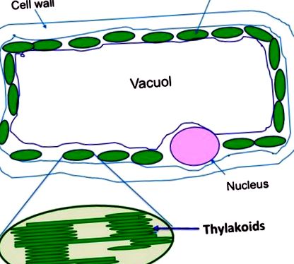 membranelor