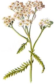 yarrow