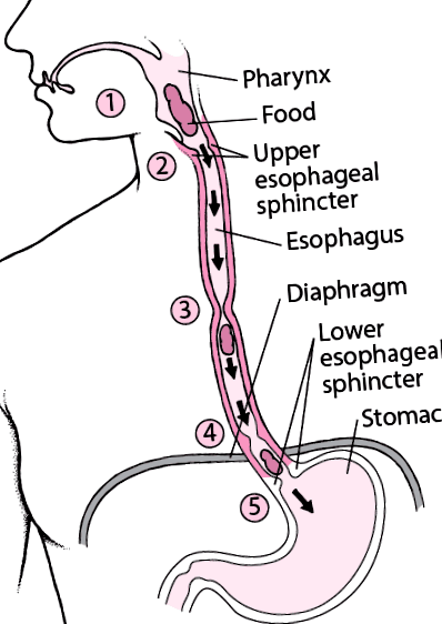 meghajtása