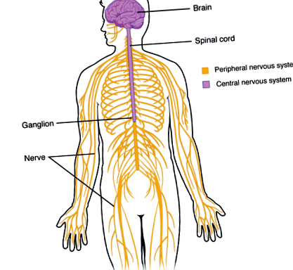 sistemului nervos