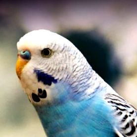 budgie