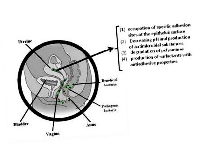 lactate