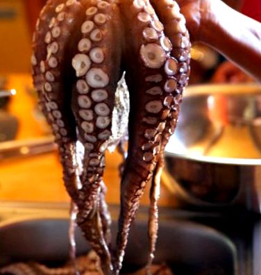 octopus