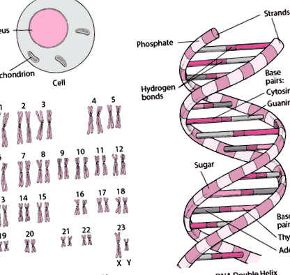 cromozomi
